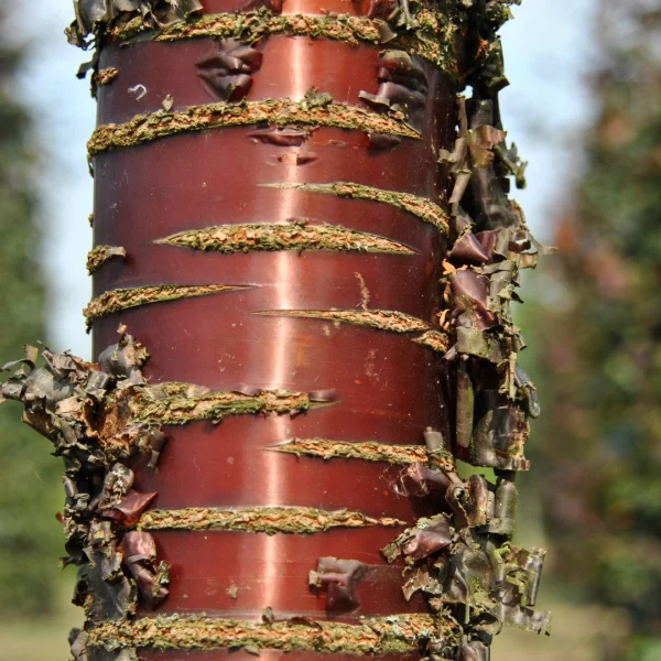 Prunus serrula – Rosaceae