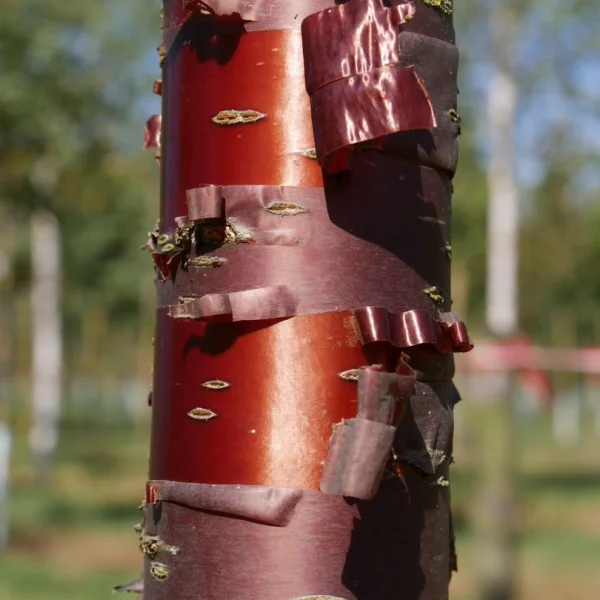 Prunus serrula 'Branklyn' – Rosaceae