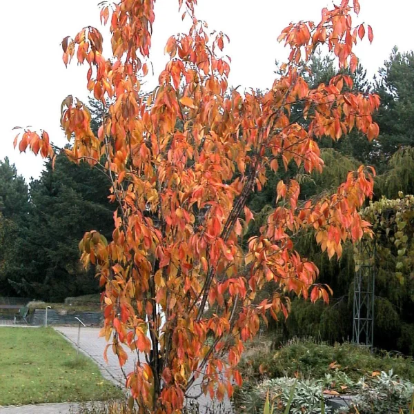 Prunus serrulata 'Amanogawa' – Rosaceae