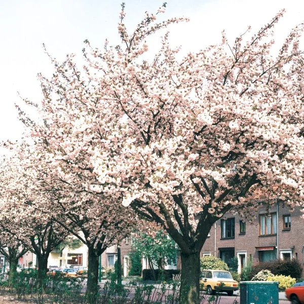 Prunus serrulata 'Hokusai' – Rosaceae