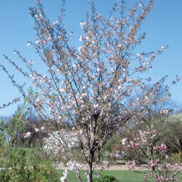 Prunus serrulata 'Ichiyo' – Rosaceae