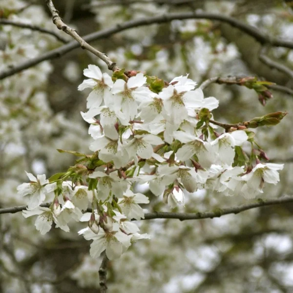 Prunus serrulata 'Jo-nioi' – Rosaceae
