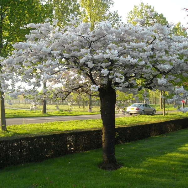 Prunus serrulata 'Shôgetsu' – Rosaceae
