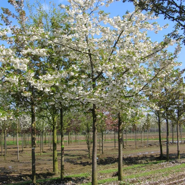 Prunus serrulata 'Shirotae' – Rosaceae