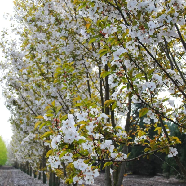 Prunus serrulata 'Taihaku' – Rosaceae