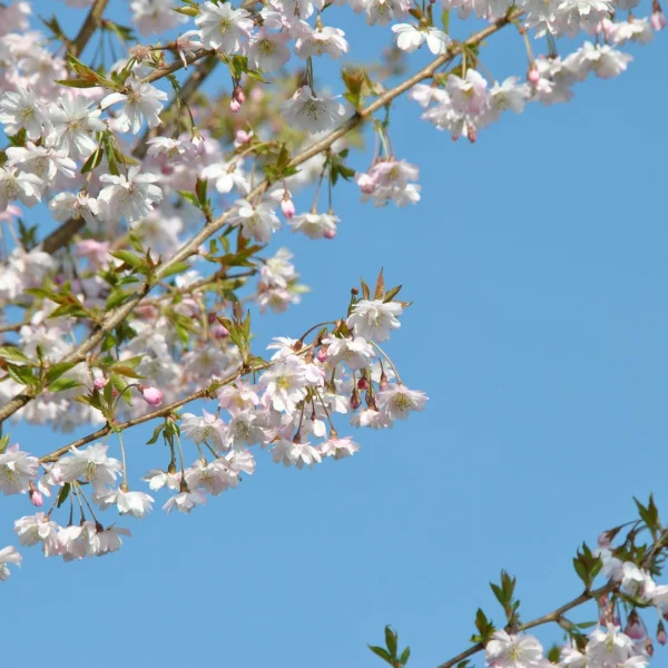 Prunus ×subhirtella 'Autumnalis Rosea' – Rosaceae