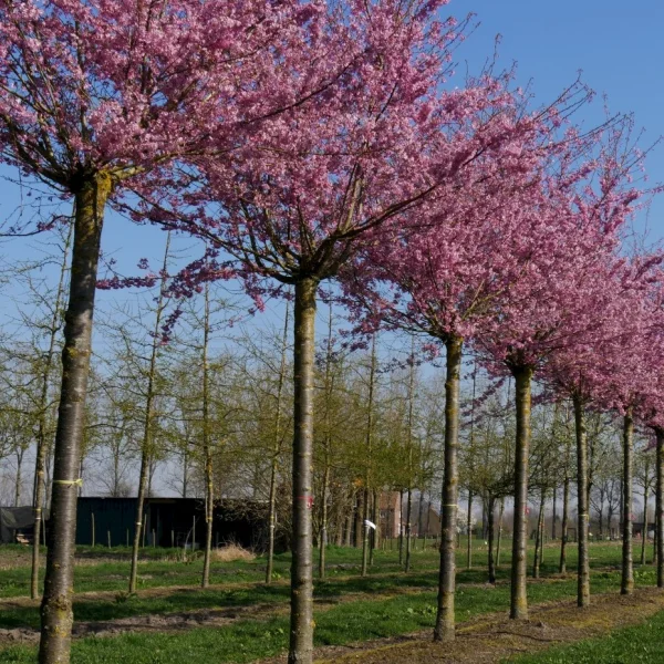 Prunus ×subhirtella 'Fukubana' – Rosaceae