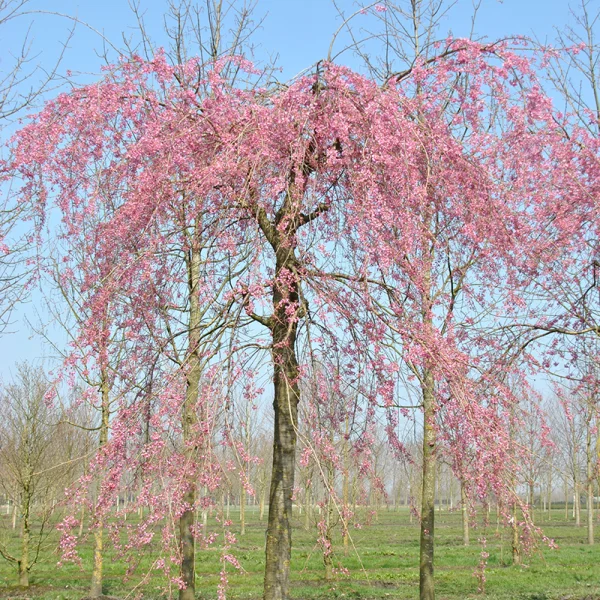 Prunus ×subhirtella 'Pendula Plena Rosea' – Rosaceae
