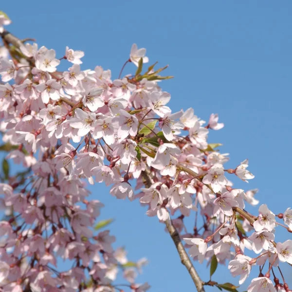 Prunus ×subhirtella 'Pendula Rubra' – Rosaceae