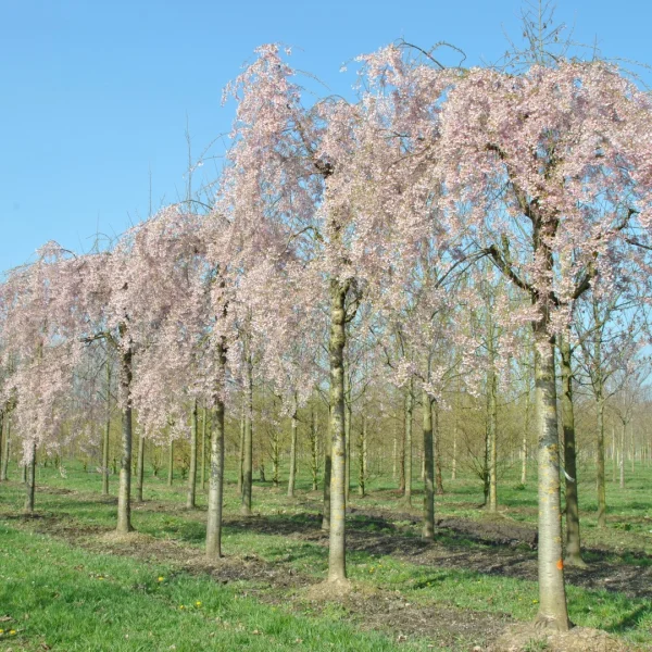 Prunus ×subhirtella 'Pendula' – Rosaceae