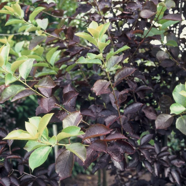 Prunus virginiana 'Shubert' – Rosaceae