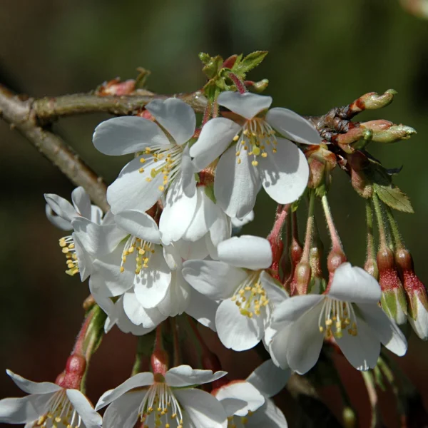 Prunus ×yedoensis 'Ivensii' – Rosaceae