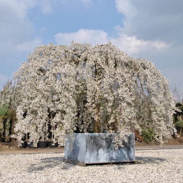 Prunus ×yedoensis 'Shidare-yoshino' – Rosaceae