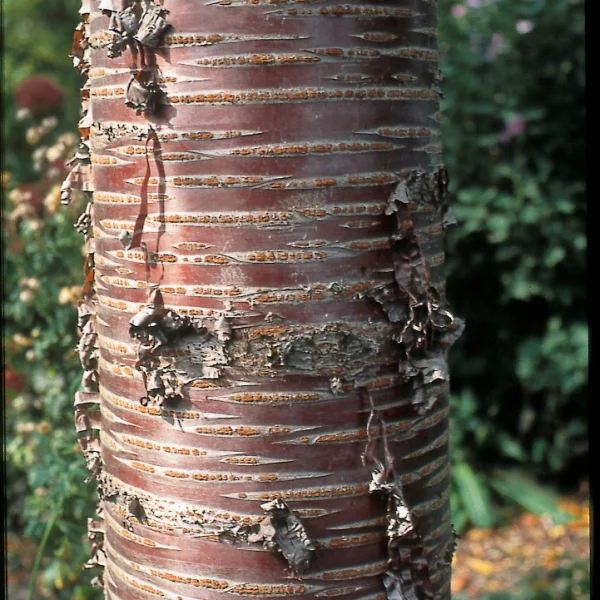 Prunus 'Mahogany Lustre' – Rosaceae
