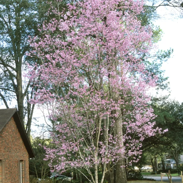 Prunus 'Okame' – Rosaceae