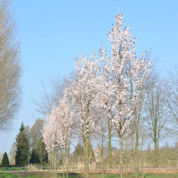 Prunus 'Spire' – Rosaceae