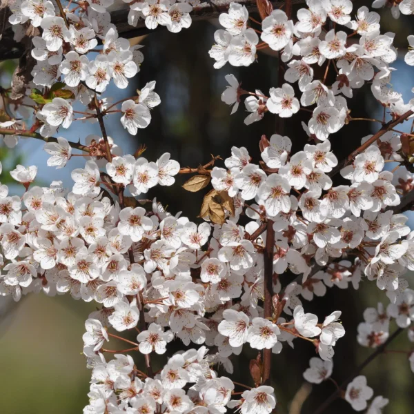 Prunus 'Trailblazer' – Rosaceae