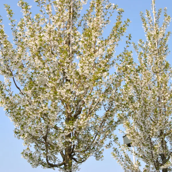 Prunus 'Umineko' – Rosaceae