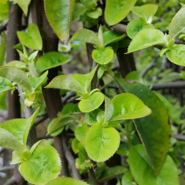 Pseudocydonia sinensis – Rosaceae