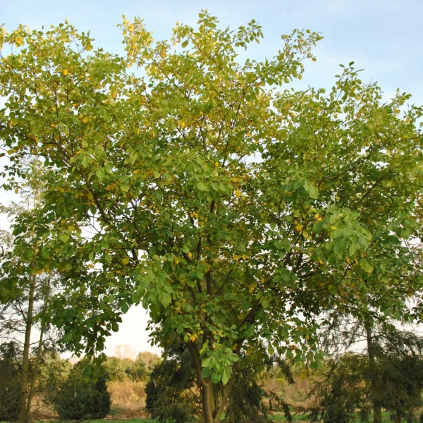 Ptelea trifoliata – Rutaceae