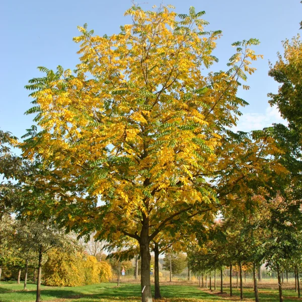 Pterocarya fraxinifolia – Juglandaceae