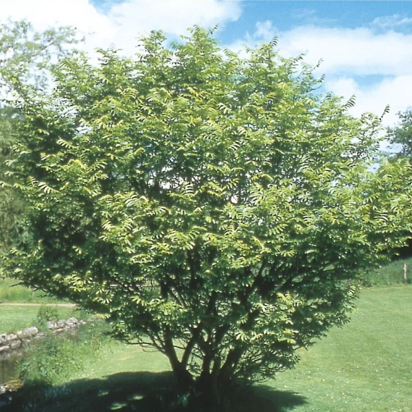 Pterocarya fraxinifolia var. dumosa – Juglandaceae