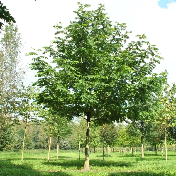 Pterocarya fraxinifolia 'Heereplein' – Juglandaceae