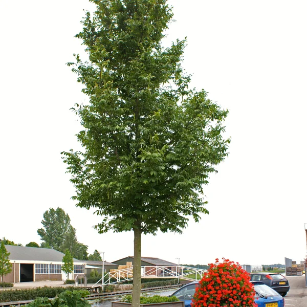 Pterocarya rhoifolia KYOTO CONVENTION ('Bokravention') – Juglandaceae