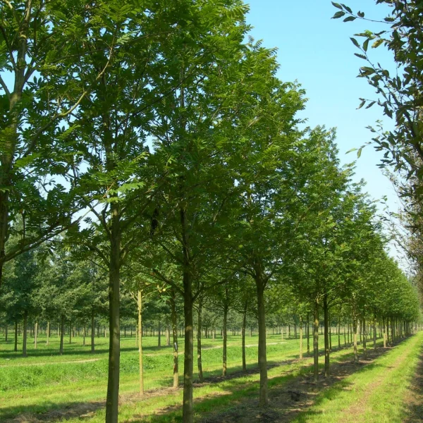 Pterocarya stenoptera – Juglandaceae