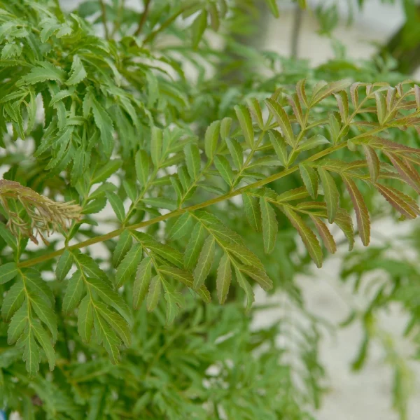 Pterocarya stenoptera 'Fern Leaf' – Juglandaceae