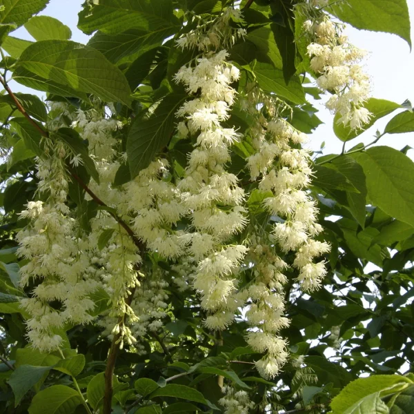 Pterostyrax hispida – Juglandaceae
