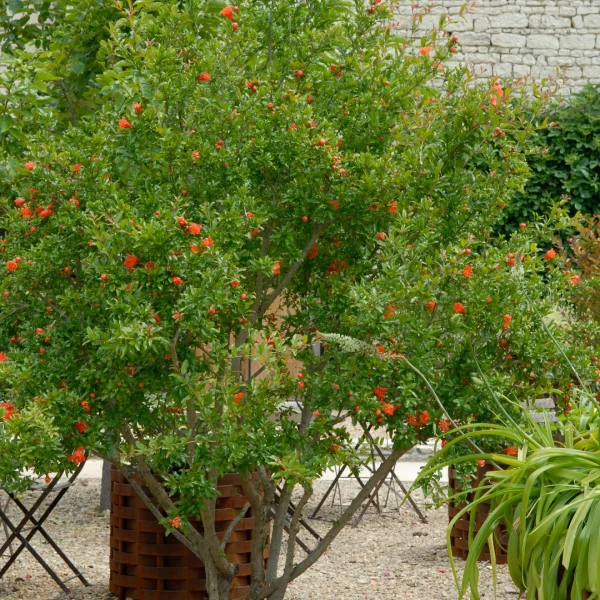 Punica granatum – Lythraceae