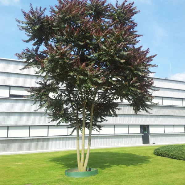 Ailanthus altissima 'Sangiovese' – Simaroubaceae
