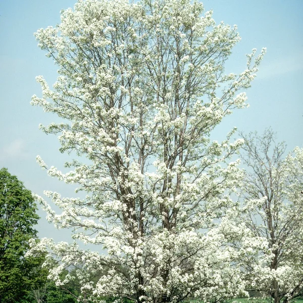 Pyrus calleryana 'Aristocrat' – Rosaceae