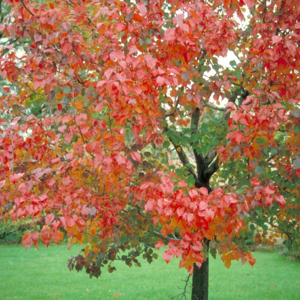 Pyrus calleryana 'Autumn Blaze' – Rosaceae
