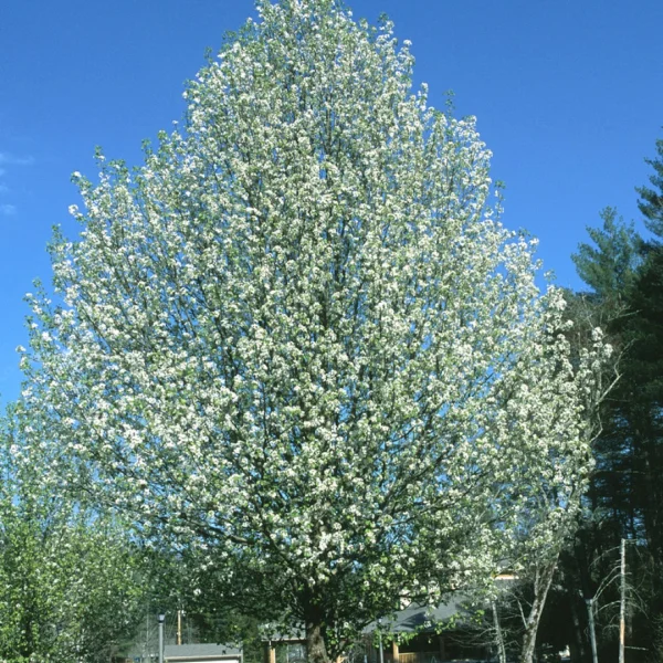 Pyrus calleryana 'Bradford' – Rosaceae
