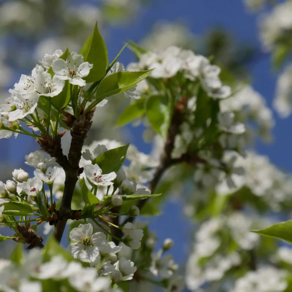 Pyrus calleryana 'Redspire' – Rosaceae