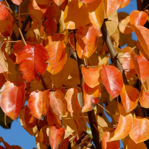 Pyrus communis 'Beech Hill' – Rosaceae