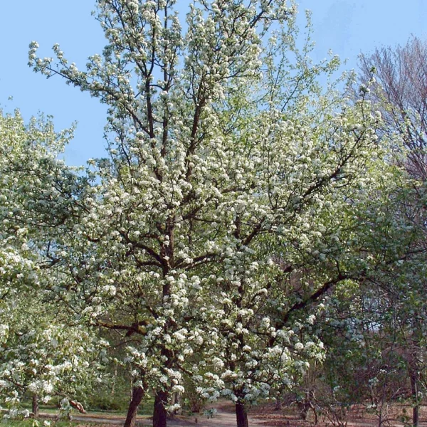 Pyrus nivalis – Rosaceae