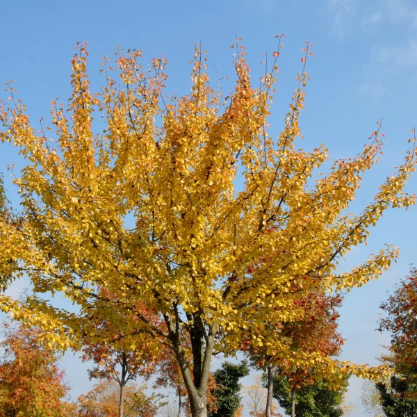 Pyrus regelii – Rosaceae