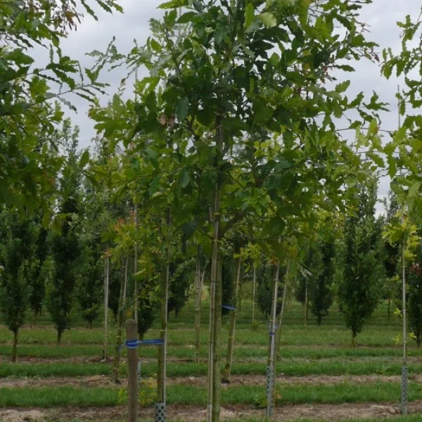 Quercus alba 'Longigemma' – Fagaceae