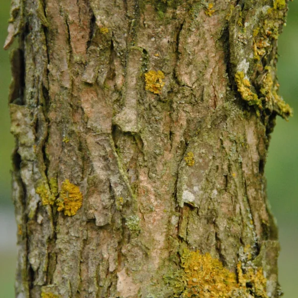 Quercus bicolor – Fagaceae