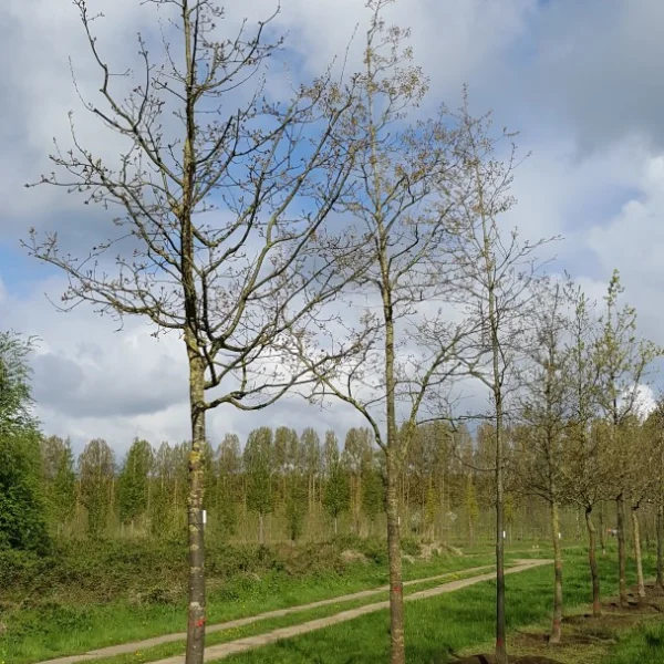 Quercus canariensis – Fagaceae
