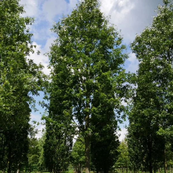 Quercus castaneifolia – Fagaceae