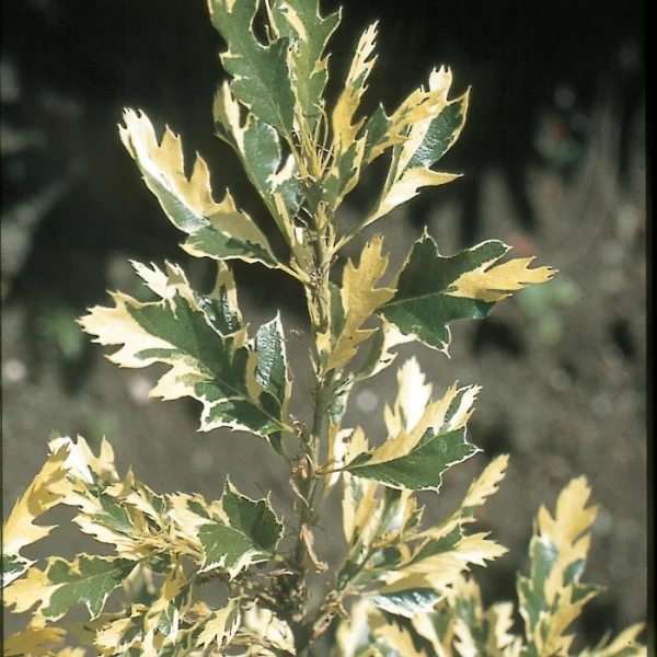 Quercus cerris 'Argenteovariegata' – Fagaceae