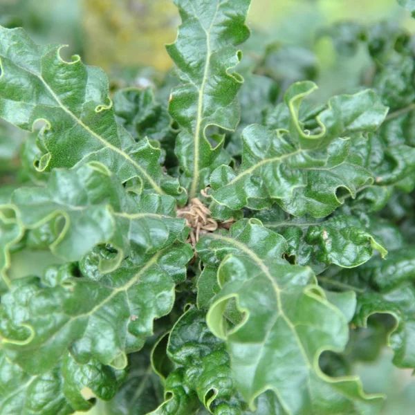 Quercus cerris 'Curly Head' – Fagaceae