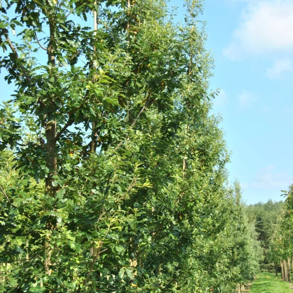 Quercus cerris 'Marvellous' – Fagaceae