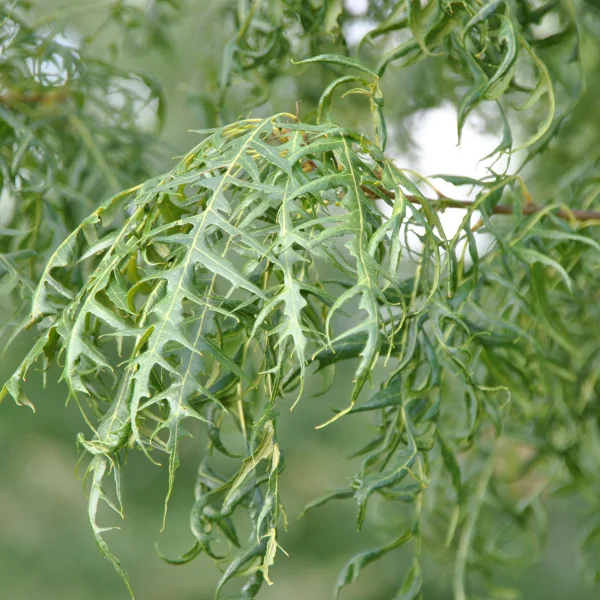 Quercus cerris 'Summer Veil' – Fagaceae