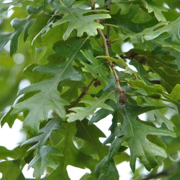 Quercus cerris 'Wodan' – Fagaceae