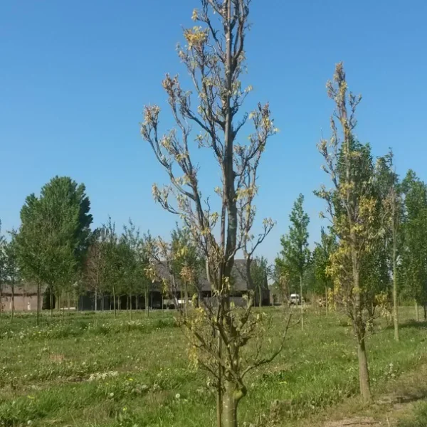 Quercus coccinea 'Fastigiata' – Fagaceae